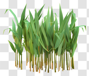 Corn Stalks - Cluster Of Green Bamboo Stalks Transparent PNG