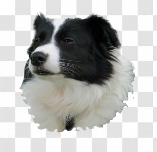 Border Collie Dog breed Fan art Pintura, sr. Pickles, televisão, carnívoro,  cachorro Como mamífero png