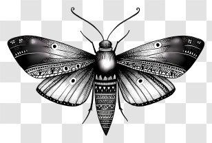 Moth Doodle - Black And White Moth With Intricate Patterns Transparent PNG