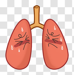 Cartoon - Cartoon Lungs Illustration Representing Respiratory System Transparent PNG
