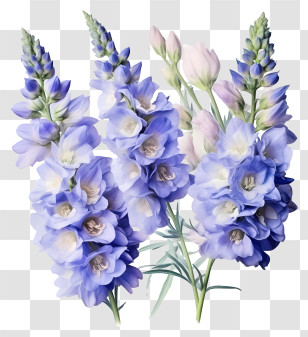 Delicated Delphinium Flower Bunch - Illustration Of Light Purple And Blue Flowers Transparent PNG