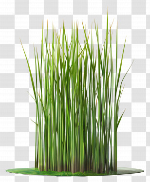 Grass Plant - Bright Green Grass For Spring Gardens Transparent PNG