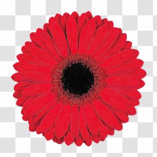 Blue Watercolor Flowers - Facial Tissues - Coquelicot Daisy Family Transparent PNG