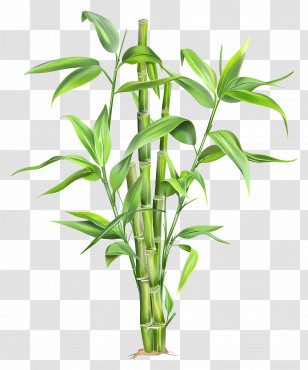Bamboo Plant - Bamboo Plant Illustration Transparent PNG