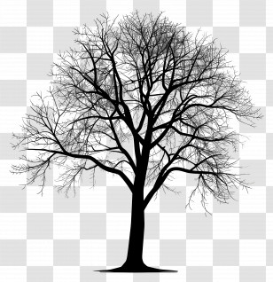 Tree Silhouette - Black Tree Silhouette With Bare Branches Transparent PNG