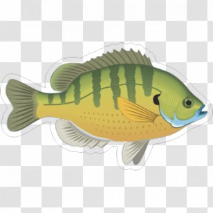 Bluegill Fish Gill Ornamental Clip Art - Largemouth Bass Transparent PNG