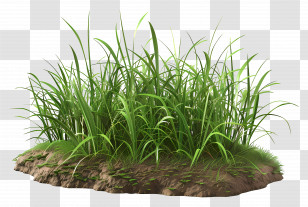 Grass Plant - Lush Green Grass Patch Illustration Transparent PNG