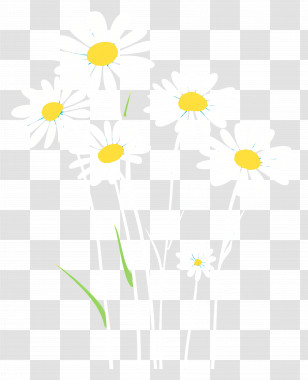 Flower Background - White Daisies With Yellow Centers Transparent PNG