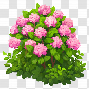 Flower Bush - Pink Hydrangea Bush In Full Bloom Transparent PNG