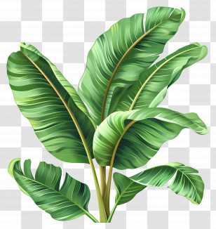 Banana Leaves - Tropical Banana Leaves Illustration Transparent PNG