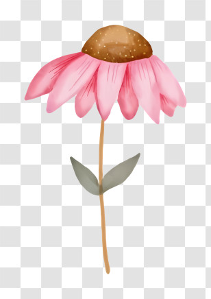 Pink Flower - Delicate Pink Flower Illustration Transparent PNG