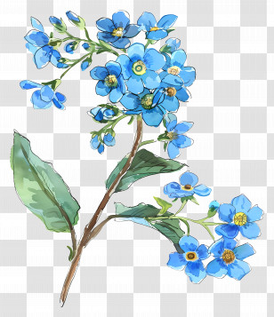 Forget Me Not Flower - Blue Forget-Me-Not Flowers Illustration Transparent PNG