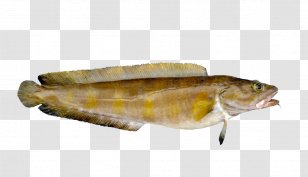 Norway Cusk Cod Fish Seafood - Perch Transparent PNG