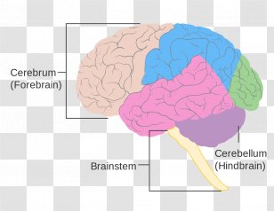Human Brain Size Brainstem Damage - Watercolor Transparent PNG