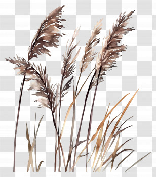 Watercolor Reed - Natural Pampas Grass Illustration Transparent PNG