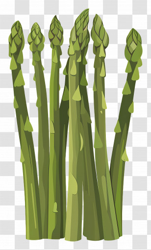 Asparagus - Fresh Asparagus Stalks Illustration Transparent PNG