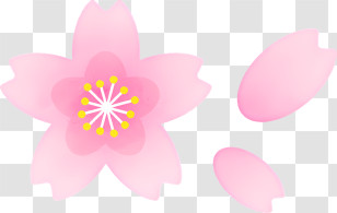 Icon - Pink Cherry Blossom Flower Transparent PNG