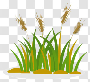Tall Grass - Green Wheat Grass Illustration Transparent PNG