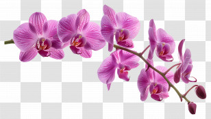 Orchid Flower - Pink Orchid Flowers On A Branch Transparent PNG