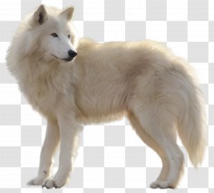 Canadian Eskimo Dog Greenland Tamaskan Samoyed Alaskan Tundra Wolf - Drawing Transparent PNG