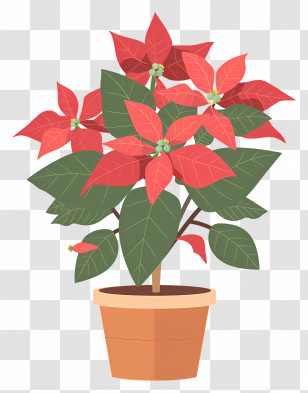 Poinsettia In Pot - Red Poinsettia Plant In A Pot Illustration Transparent PNG