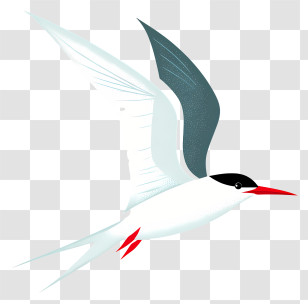 Arctic Tern - Flying Bird Transparent PNG