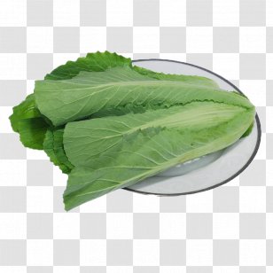 Romaine Lettuce Brassica Oleracea Kale Vegetable Bok Choy - Cabbage Transparent PNG