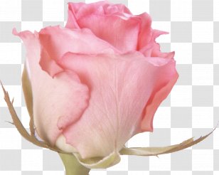 Rose Flower Pink Desktop Wallpaper Clip Art - Plant Transparent PNG