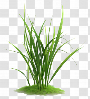 Grass Plant - Green Grass Illustration Transparent PNG