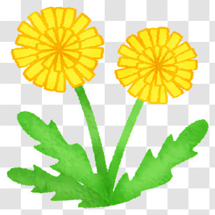 Icon - Yellow Dandelions In Bloom Transparent PNG