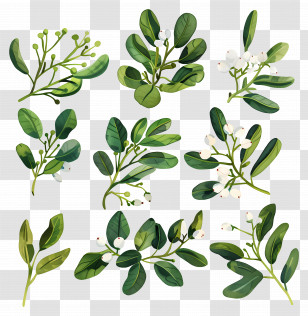 Mistletoe - Mistletoe Branches With White Berries Transparent PNG