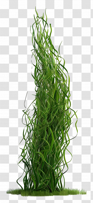 Grass Long - Tall Green Grass Illustration Transparent PNG