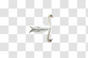 Bible Thou Love Confidence Book - Awareness - White Swan Transparent PNG