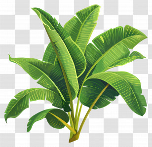 Banana Leaves - Tropical Green Banana Plant Illustration Transparent PNG