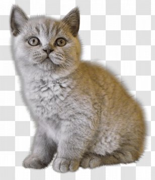 Persian Cat Kitten Dog - Burmese - Image Download Picture Transparent PNG