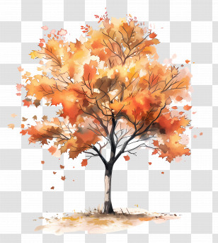 Maple Tree - Autumn Orange-Leaved Tree Illustration Transparent PNG