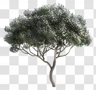 3d Tree - Lush Green Tree With Branches Transparent PNG