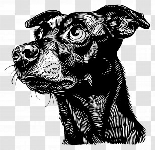 Dog - Detailed Black Ink Dog Illustration Transparent PNG