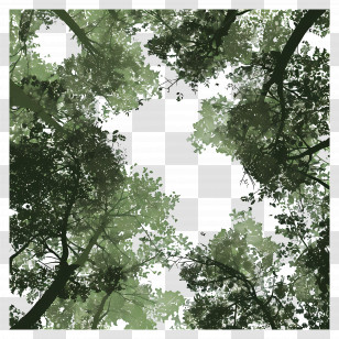 Forest Canopy - Tree Canopy In A Forest Transparent PNG