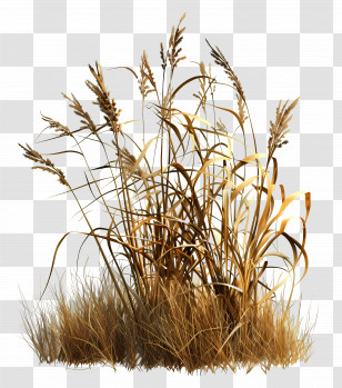 Grass Dry - Dry Grass And Wheat In Golden Hue Transparent PNG