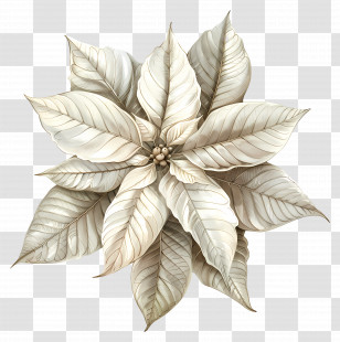 Poinsettia - White Flower With Detailed Leaves Transparent PNG