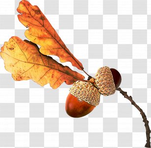 Leaf Tree Acorn Plant Nut - Twig - Pine Family Transparent PNG