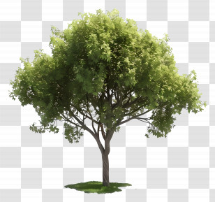 Animated Tree - Green Leafy Tree In Nature Transparent PNG