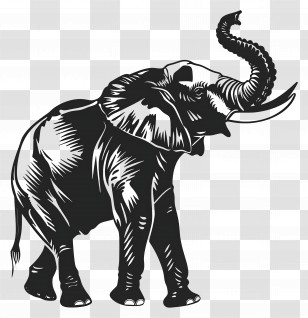 Elephant Trunk Up Silhouette - Black Elephant Illustration With Raised Trunk Transparent PNG