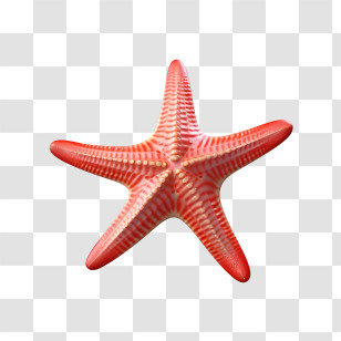 Starfish - Striped Red Starfish With Unique Design Transparent PNG