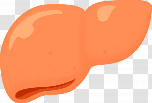 Cartoon Liver Illustration - Cartoon Liver Illustration Transparent PNG