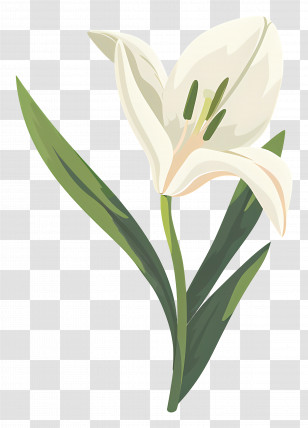 Single Flower - Elegant White Flower Drawing Transparent PNG