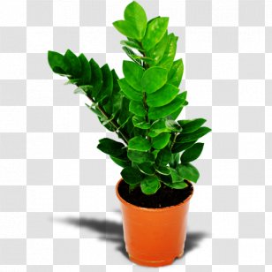 Zanzibar Gem Houseplant Flower Online Shopping - Bouquet Transparent PNG