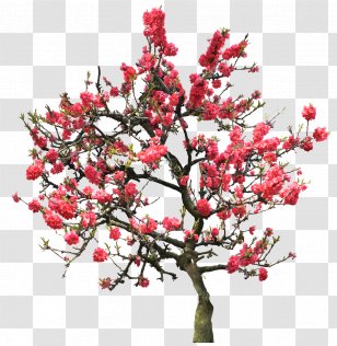 Maryland Institute College Of Art Smashed: Story A Drunken Girlhood Flower - Houseplant - Cherry Blossom Transparent PNG
