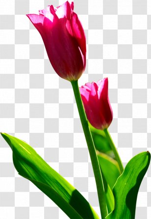 Tulip Flower Computer File - Magenta Transparent PNG